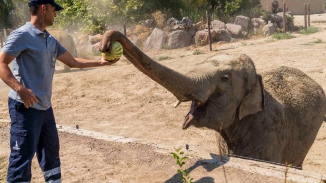 Foto - Öğrenince çok şaşıracaksınız! İşte fillerin doğaüstü 7 özelliği
