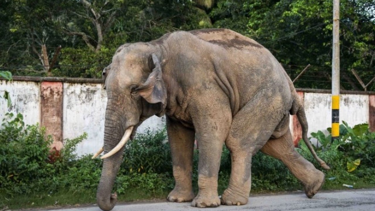Foto - Öğrenince çok şaşıracaksınız! İşte fillerin doğaüstü 7 özelliği