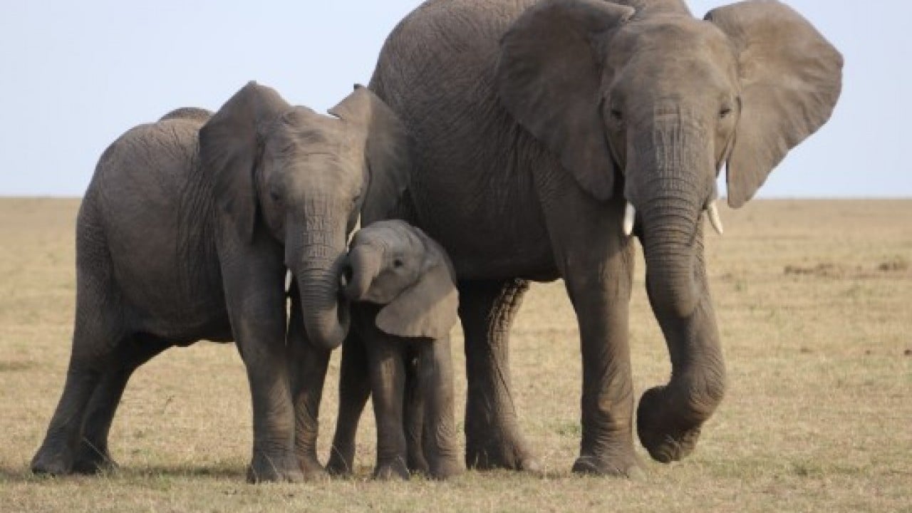 Öğrenince çok şaşıracaksınız! İşte fillerin doğaüstü 7 özelliği