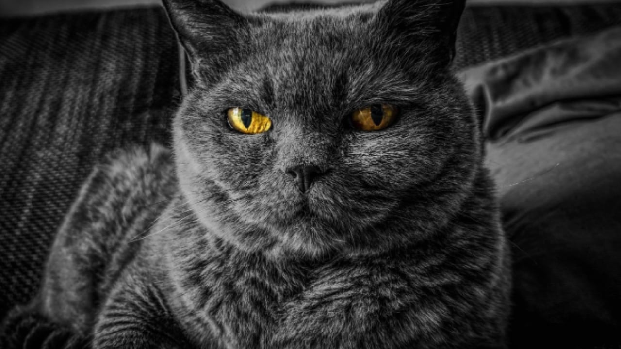 Foto - Öğrenince çok şaşıracaksınız! Kedilerin güvenini kazanmanın gizli yolu