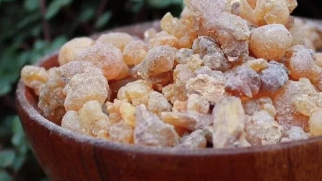 Foto - Öksürük şuruplarını atın gitsin: Bu reçine solunumu tamamen onarıyor! Antik çağların mirası...