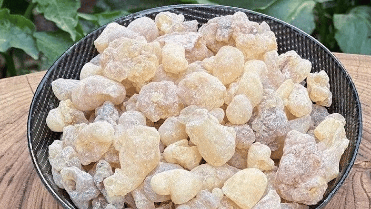 Foto - Öksürük şuruplarını atın gitsin: Bu reçine solunumu tamamen onarıyor! Antik çağların mirası...