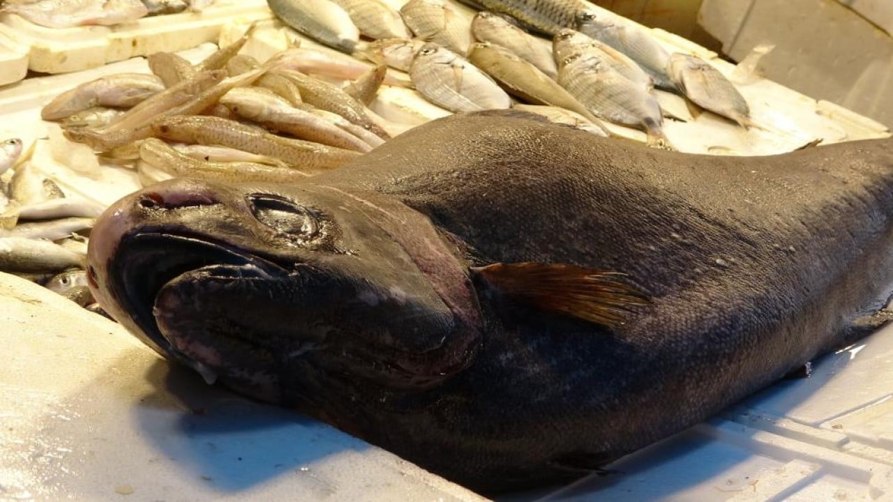 Foto - Okyanus balığı 'Atlas'ı Mersin'de yakaladılar