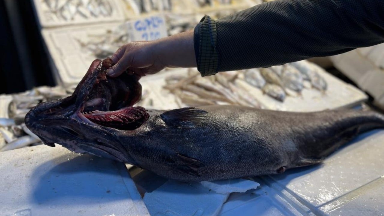 Foto - Okyanus balığı 'Atlas'ı Mersin'de yakaladılar