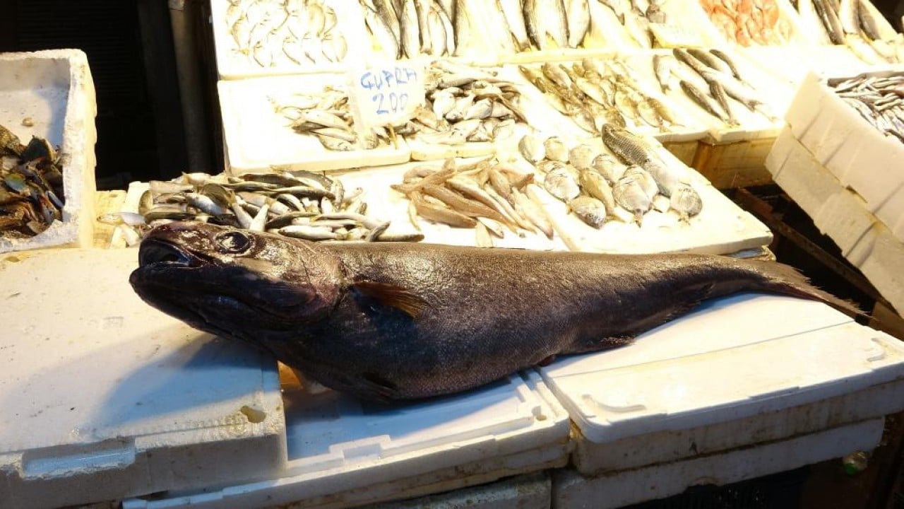 Foto - Okyanus balığı 'Atlas'ı Mersin'de yakaladılar