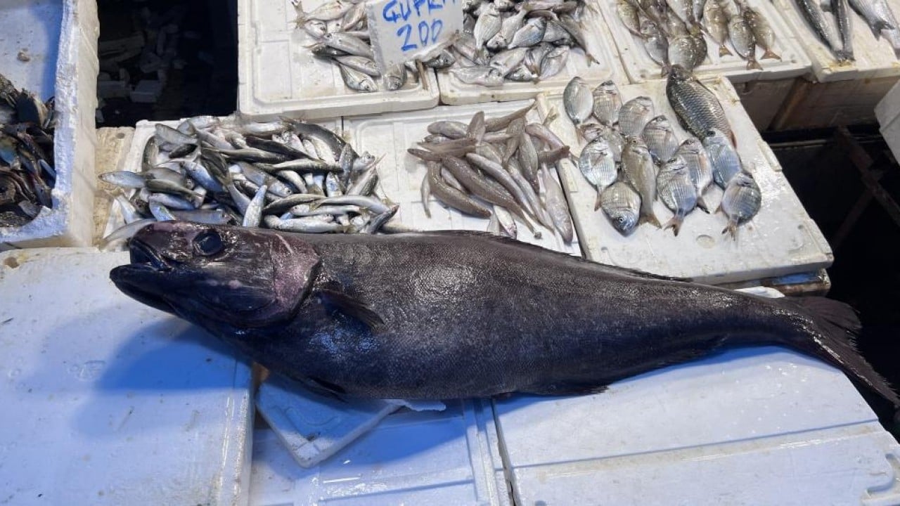 Foto - Okyanus balığı 'Atlas'ı Mersin'de yakaladılar