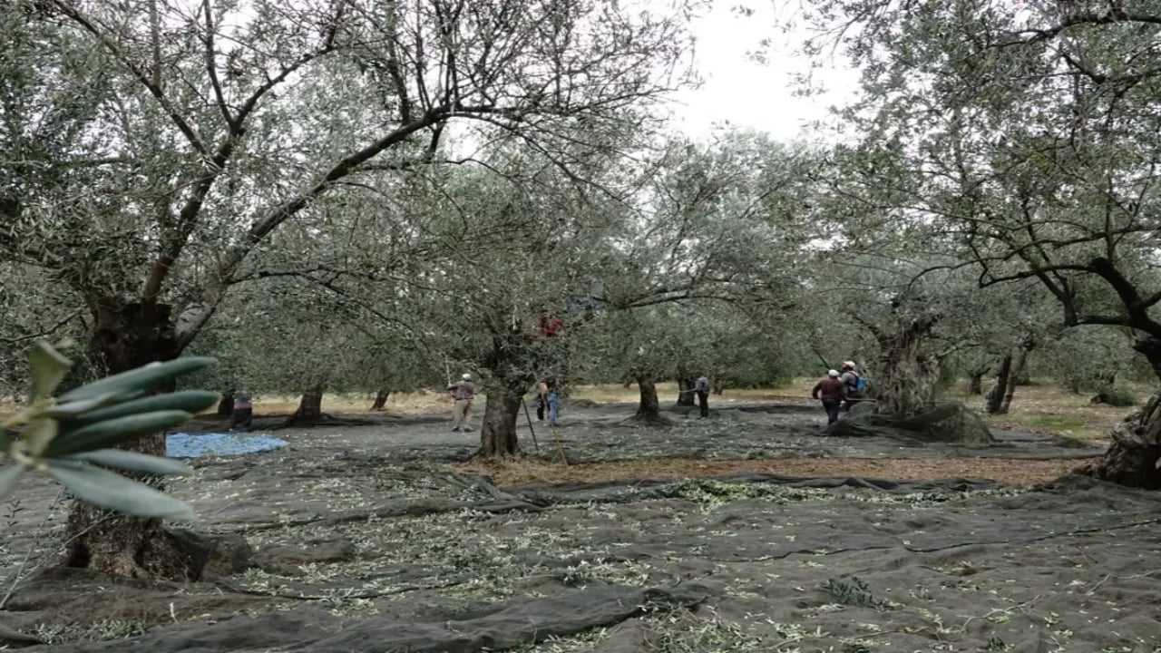 Foto - Olmayacak şey oldu! Bir zamanlar fakir yemeğiydi, şimdi komandolar başında nöbet tutuyor