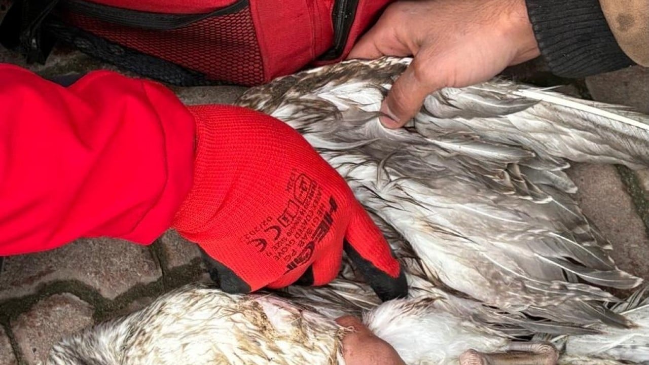 Foto - Oltayla yakaladığı martıyı 911 ekipleri kurtardı