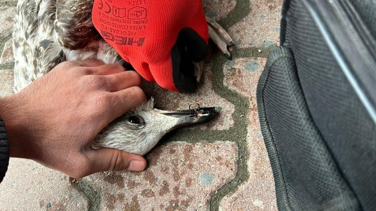 Foto - Oltayla yakaladığı martıyı 911 ekipleri kurtardı