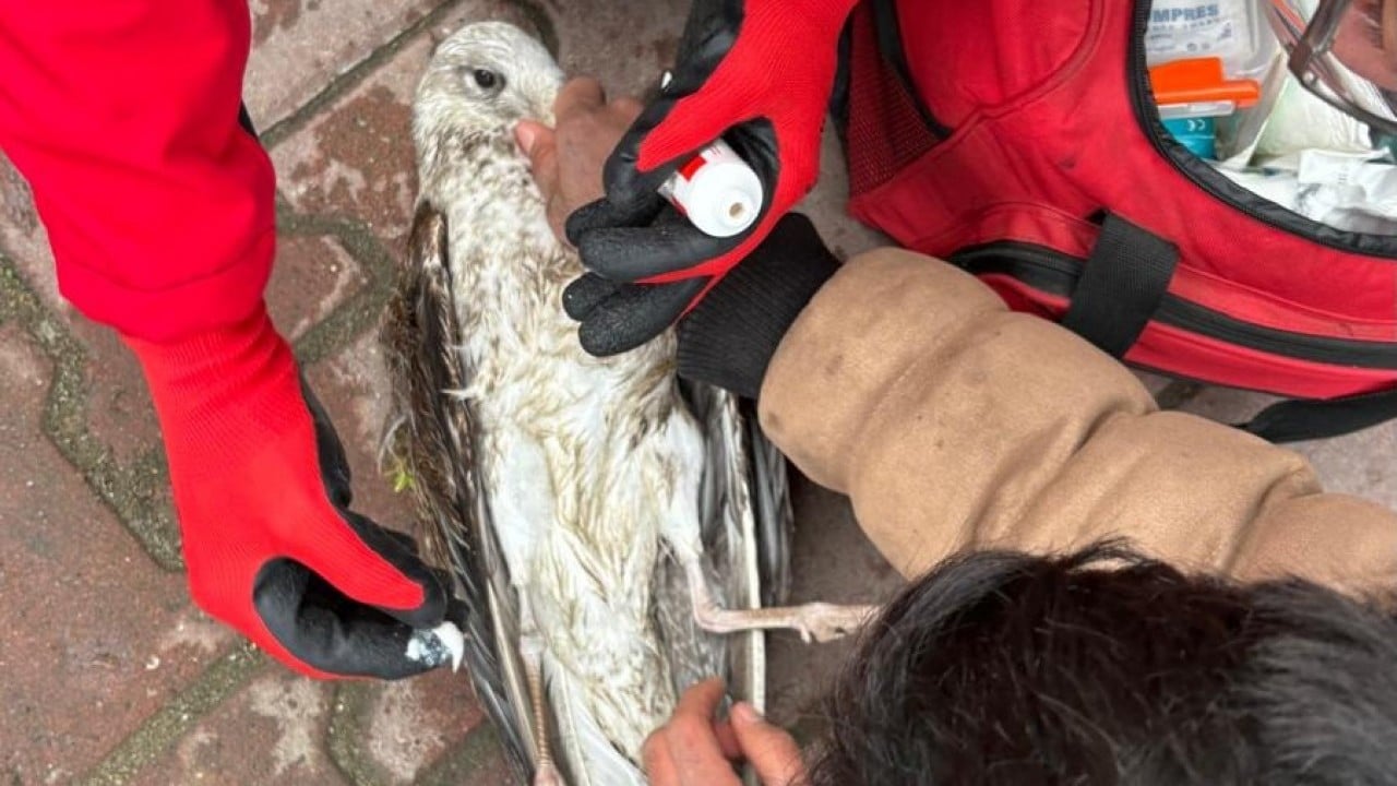 Oltayla yakaladığı martıyı 911 ekipleri kurtardı