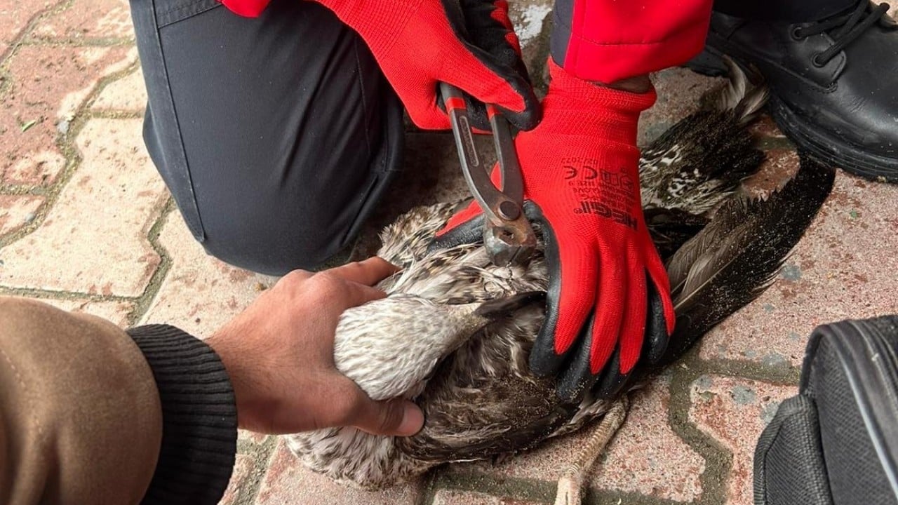 Foto - Oltayla yakaladığı martıyı 911 ekipleri kurtardı