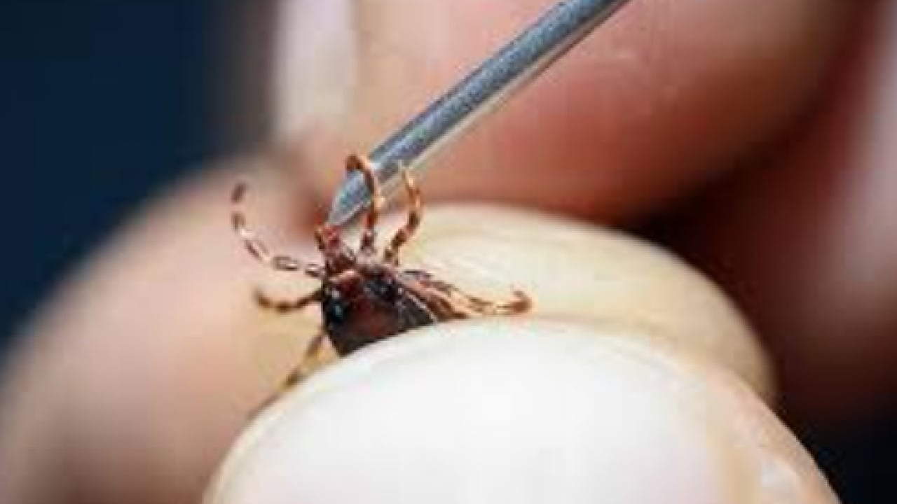Foto - Ölümcül KKKA tehlikesi kapıda! Sakın çıplak elle dokunmayın