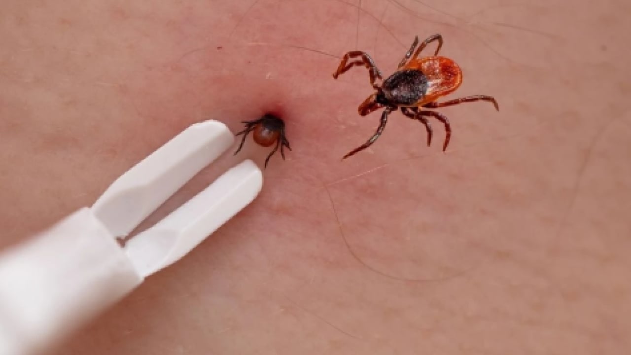 Foto - Ölümcül KKKA tehlikesi kapıda! Sakın çıplak elle dokunmayın
