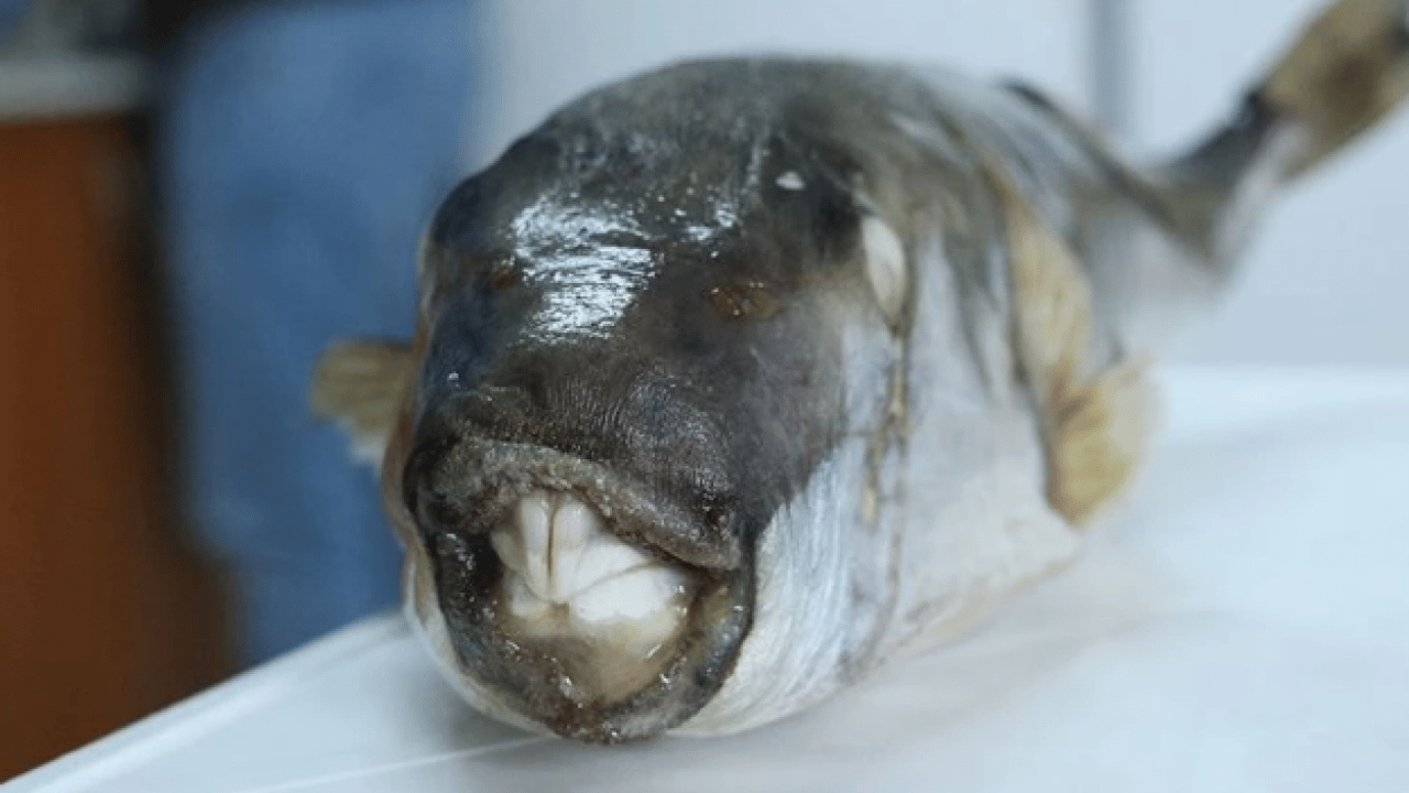 Foto - Ölümcül tehlike! 6 yılda 665 bin adet ele geçirildi