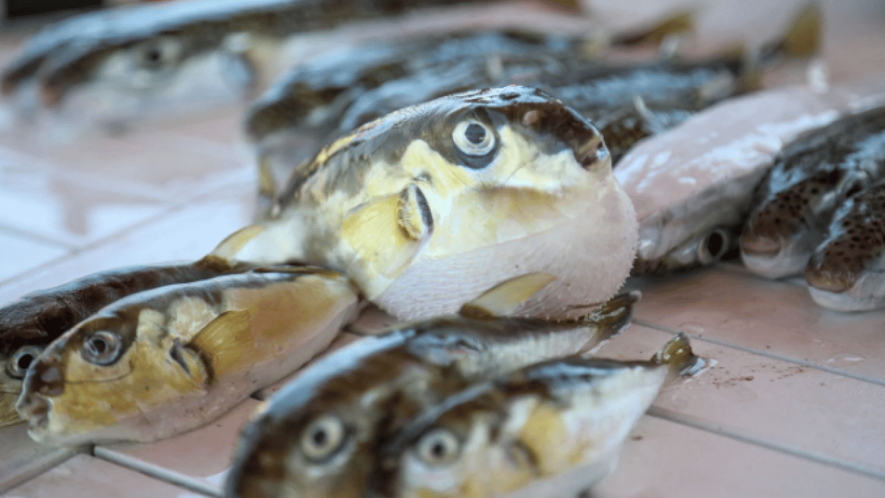 Foto - Ölümcül tehlike! 6 yılda 665 bin adet ele geçirildi