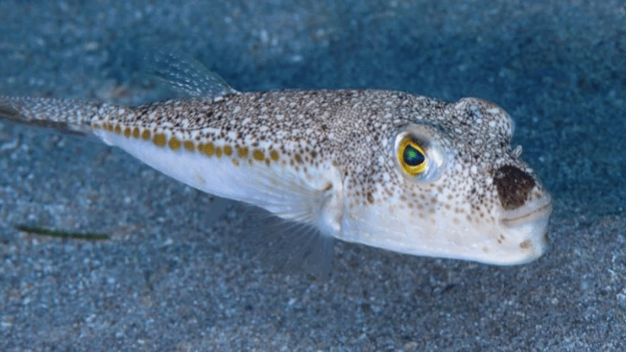 Foto - Ölümcül tehlike! 6 yılda 665 bin adet ele geçirildi