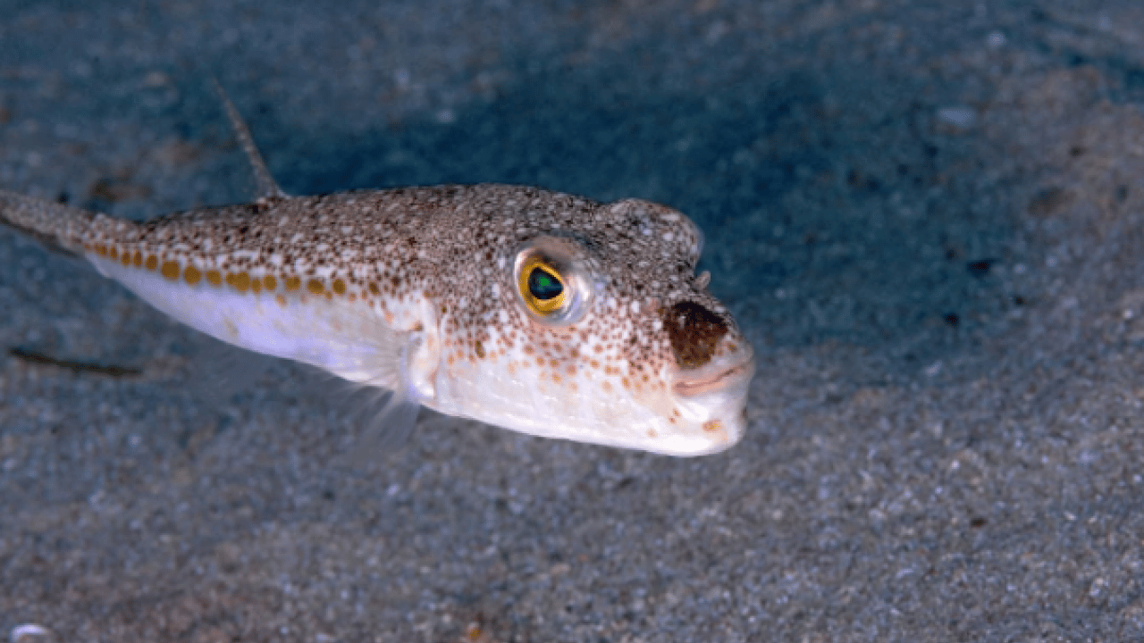 Foto - Ölümcül tehlike! 6 yılda 665 bin adet ele geçirildi