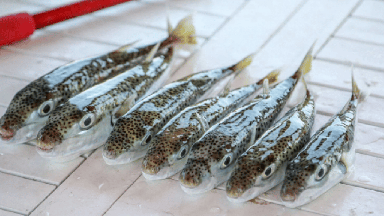 Ölümcül tehlike! 6 yılda 665 bin adet ele geçirildi