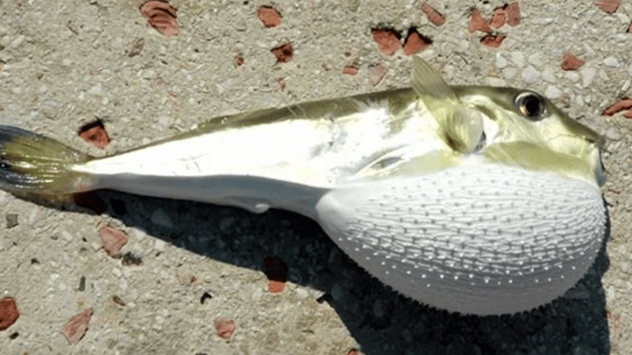 Foto - Ölümcül tehlike! 6 yılda 665 bin adet ele geçirildi