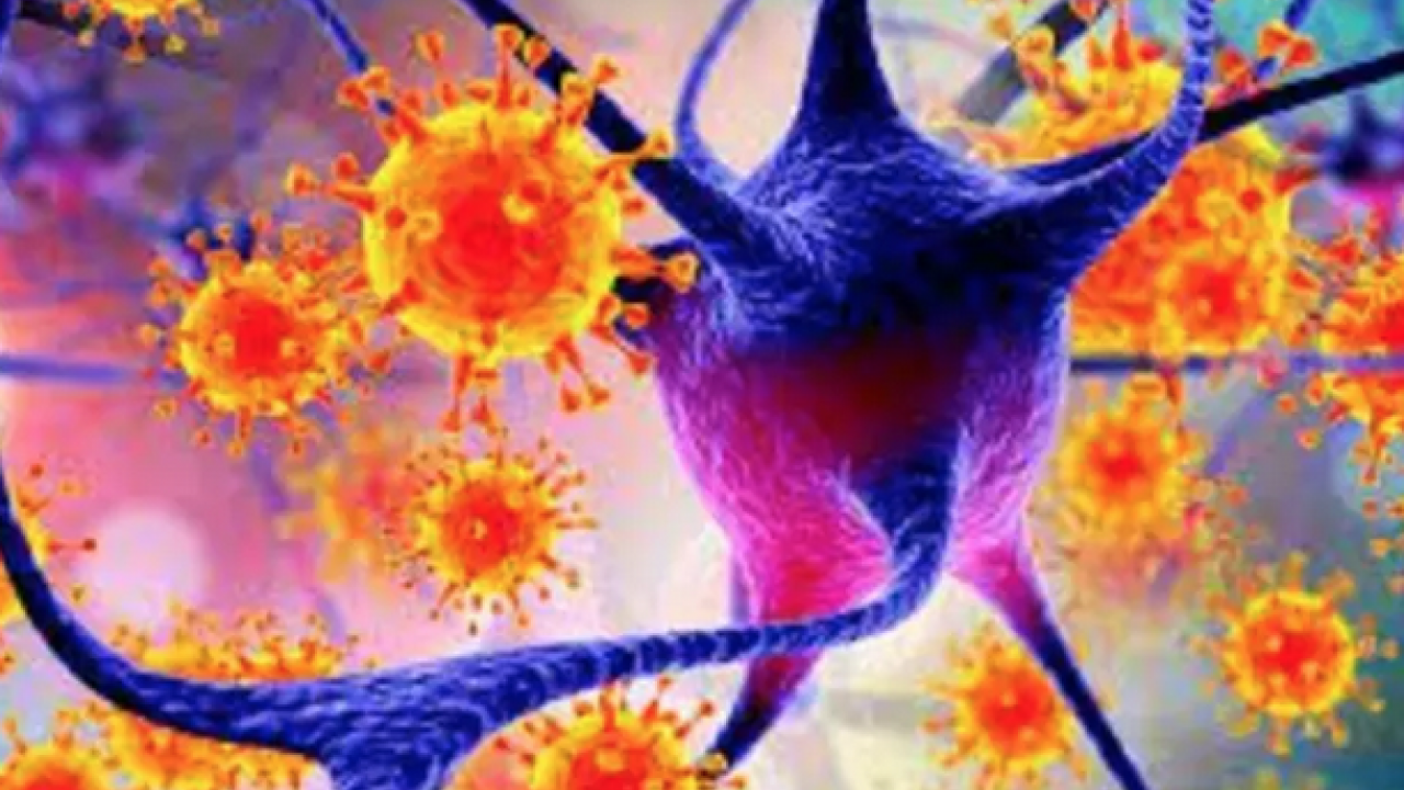 Ölümcül virüs durmuyor: Profesör açıkladı: 'Nipah virüsü ülkemiz için risk oluşturmuyor'