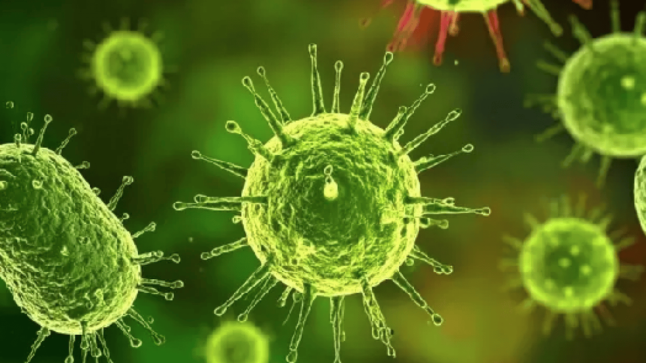 Foto - Ölümcül virüs durmuyor: Profesör açıkladı: 'Nipah virüsü ülkemiz için risk oluşturmuyor'