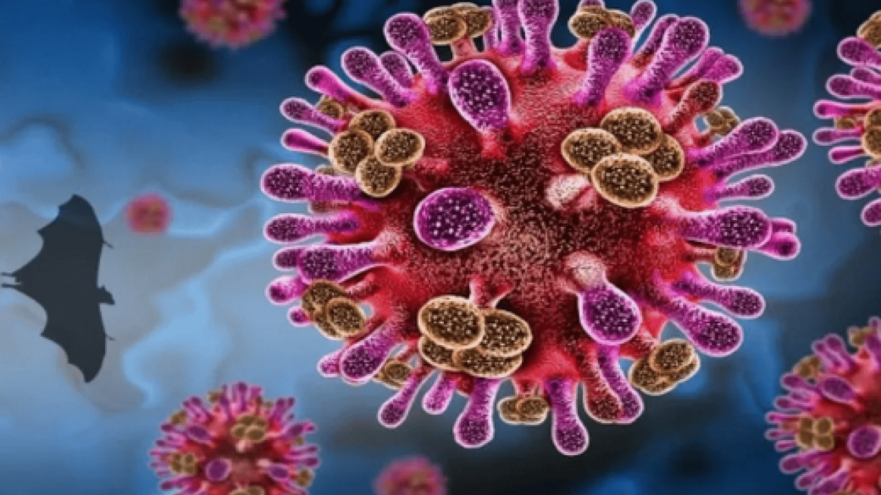 Foto - Ölümcül virüs durmuyor: Profesör açıkladı: 'Nipah virüsü ülkemiz için risk oluşturmuyor'