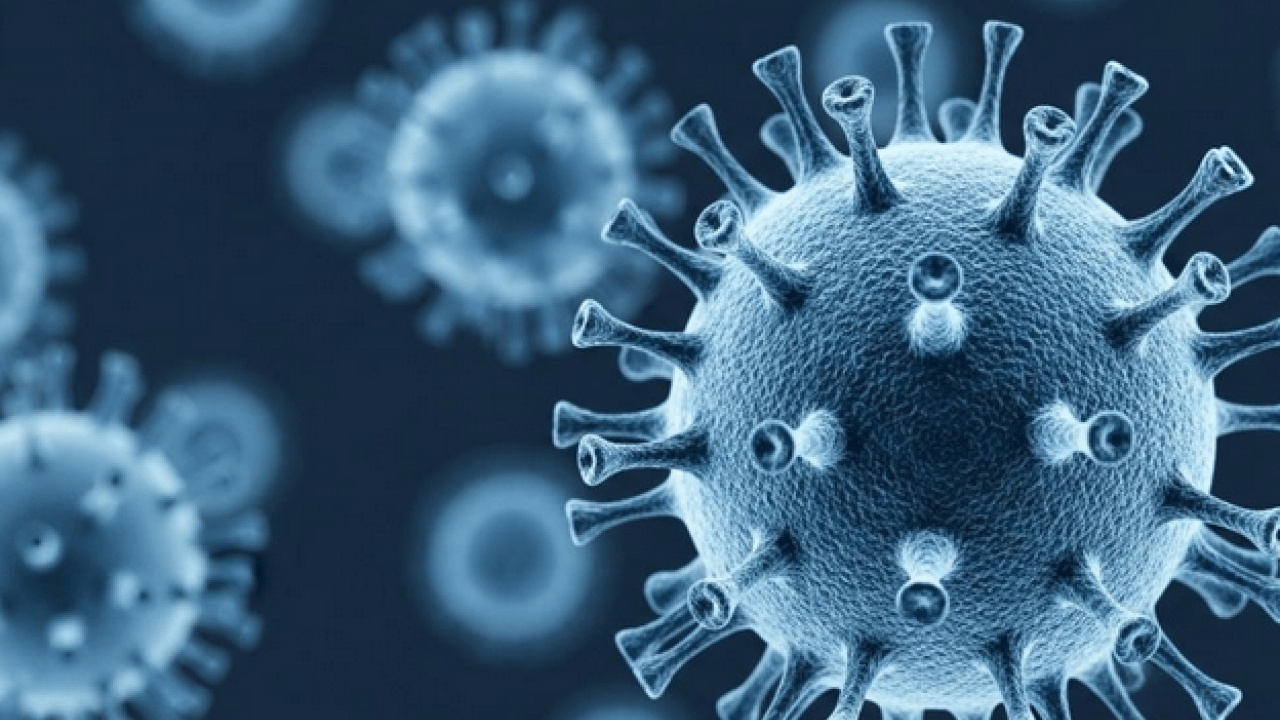 Foto - Ölümcül virüs durmuyor: Profesör açıkladı: 'Nipah virüsü ülkemiz için risk oluşturmuyor'