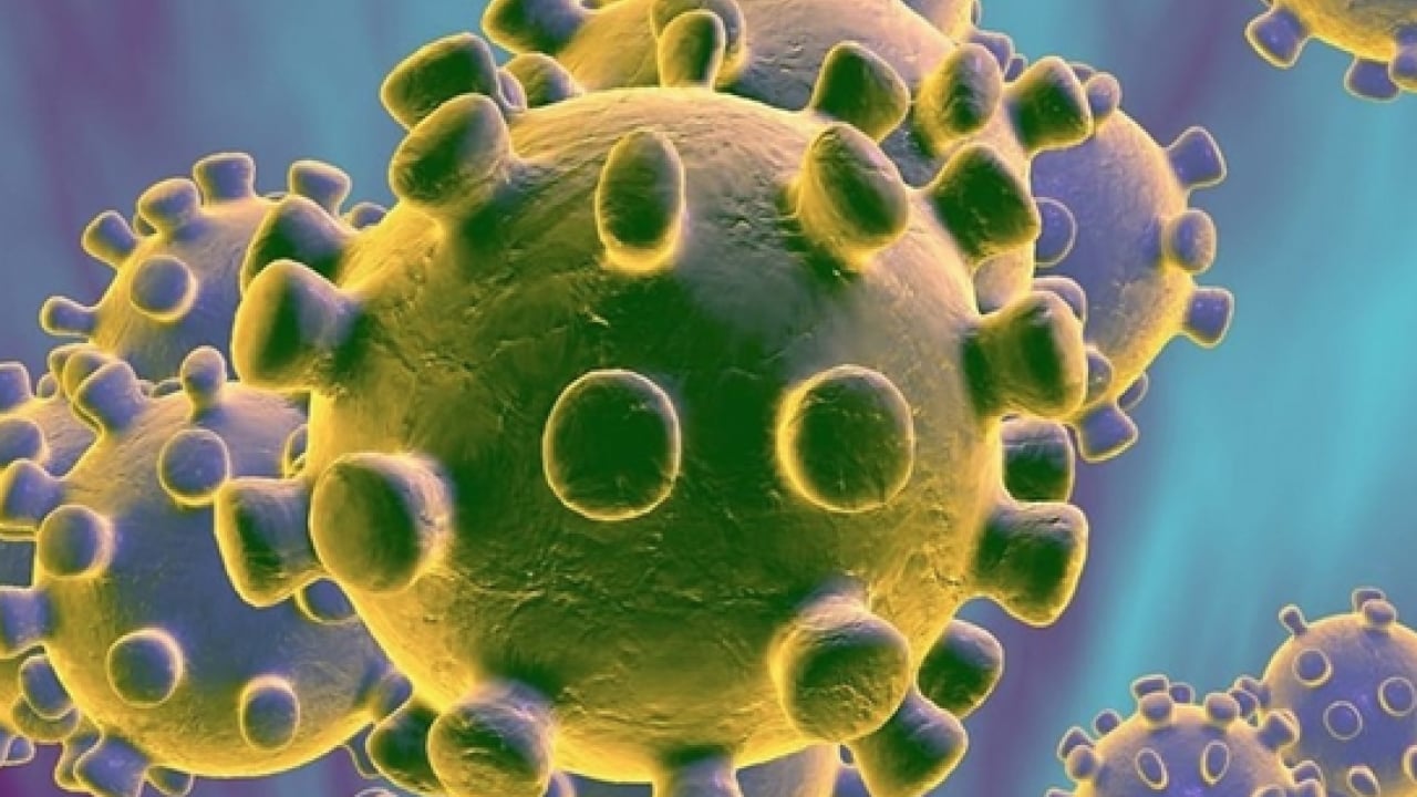 Foto - Ölümcül virüs durmuyor: Profesör açıkladı: 'Nipah virüsü ülkemiz için risk oluşturmuyor'