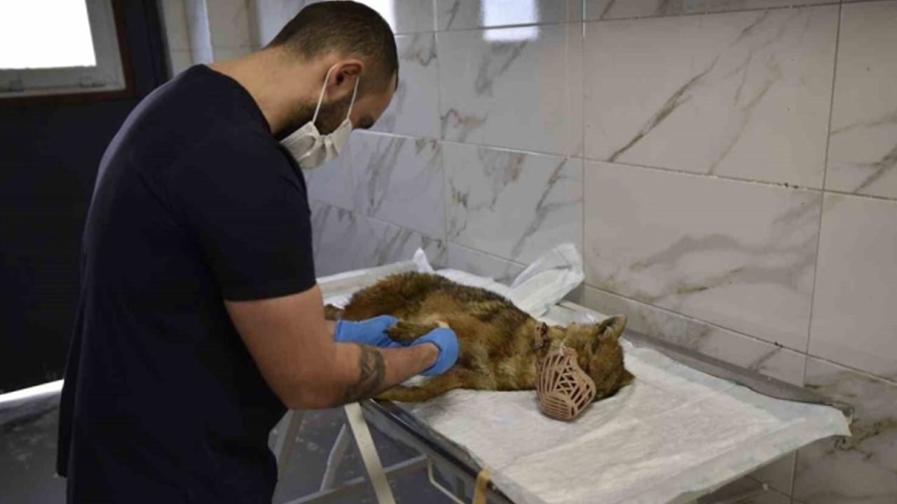 Foto - Ölümcül virüs taşıyan çakal! Samsun'da gündem altüst oldu, alarm verildi: Herkes orada aramaya yeniden başladı