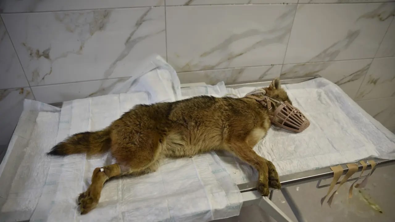 Foto - Ölümcül virüs taşıyan çakal! Samsun'da gündem altüst oldu, alarm verildi: Herkes orada aramaya yeniden başladı