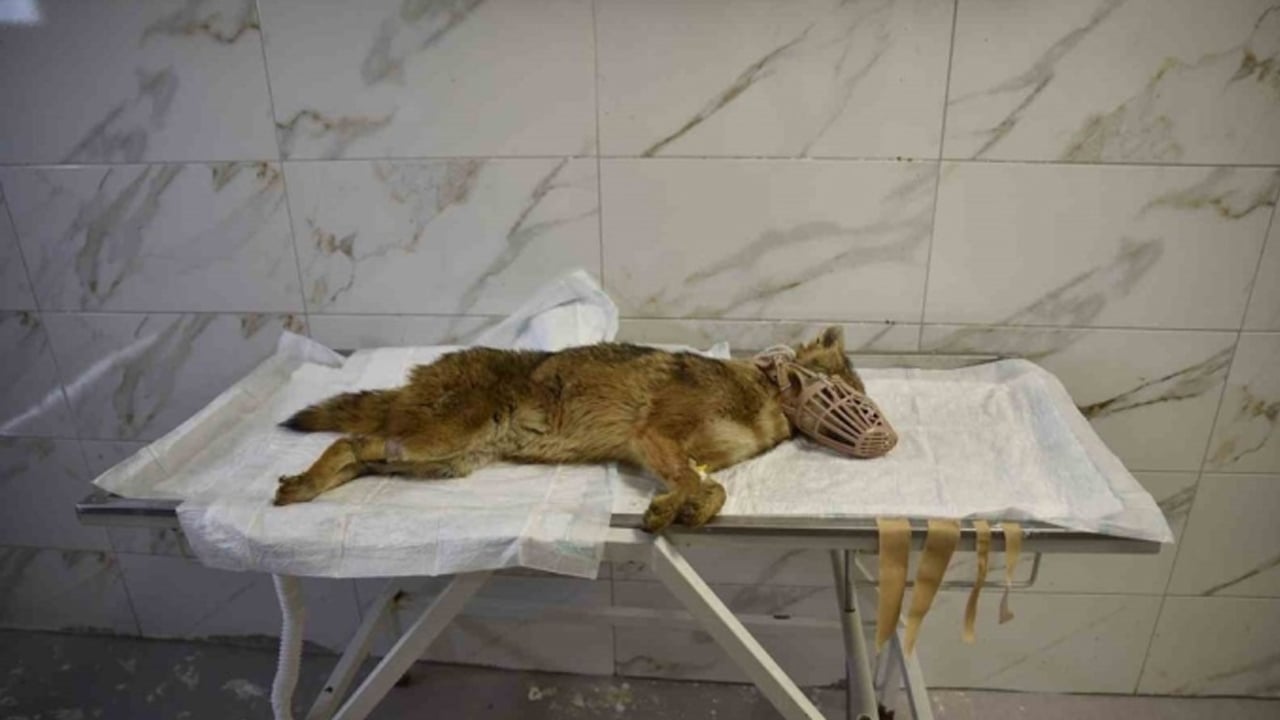 Foto - Ölümcül virüs taşıyan çakal! Samsun'da gündem altüst oldu, alarm verildi: Herkes orada aramaya yeniden başladı