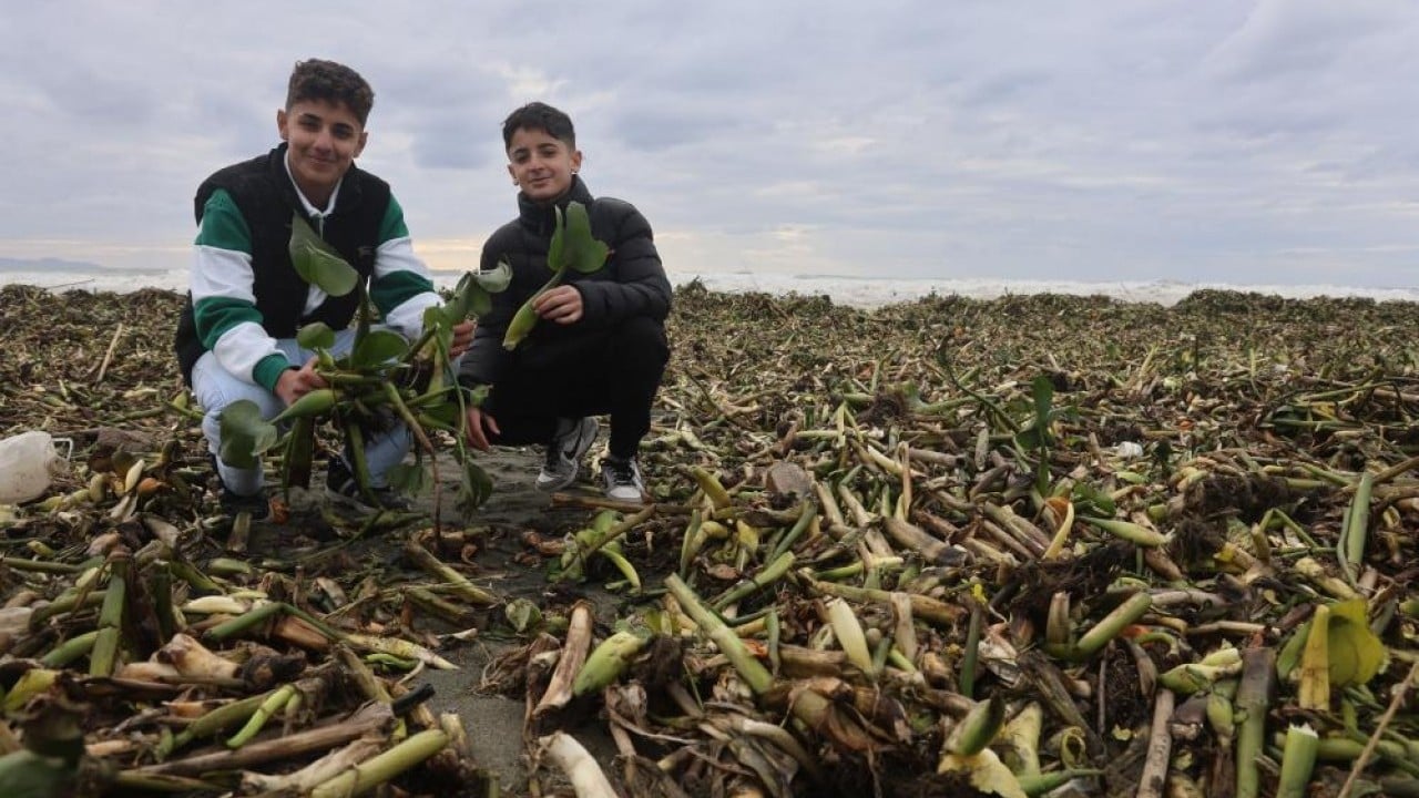 Önce nehri sonra da denizi yeşile bürüdü!