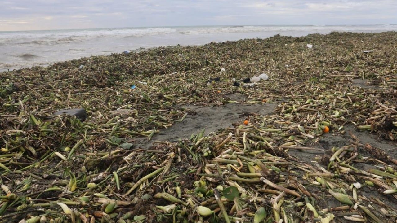 Foto - Önce nehri sonra da denizi yeşile bürüdü!