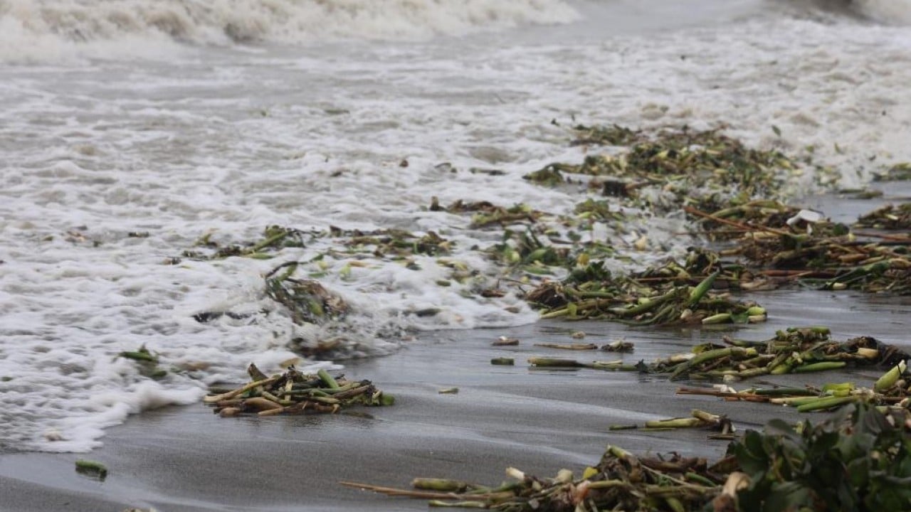 Foto - Önce nehri sonra da denizi yeşile bürüdü!