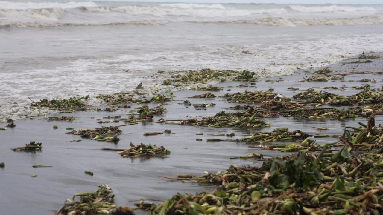 Foto - Önce nehri sonra da denizi yeşile bürüdü!