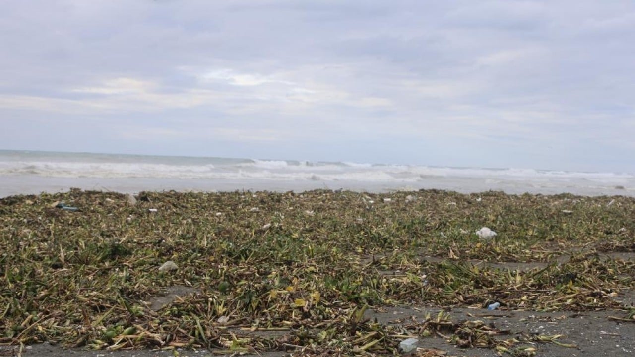 Foto - Önce nehri sonra da denizi yeşile bürüdü!