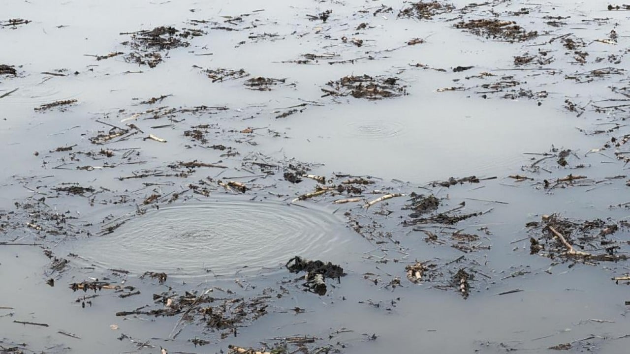 Önce Sapanca, şimdi de Efteni! Göllerde korkutan görüntü!