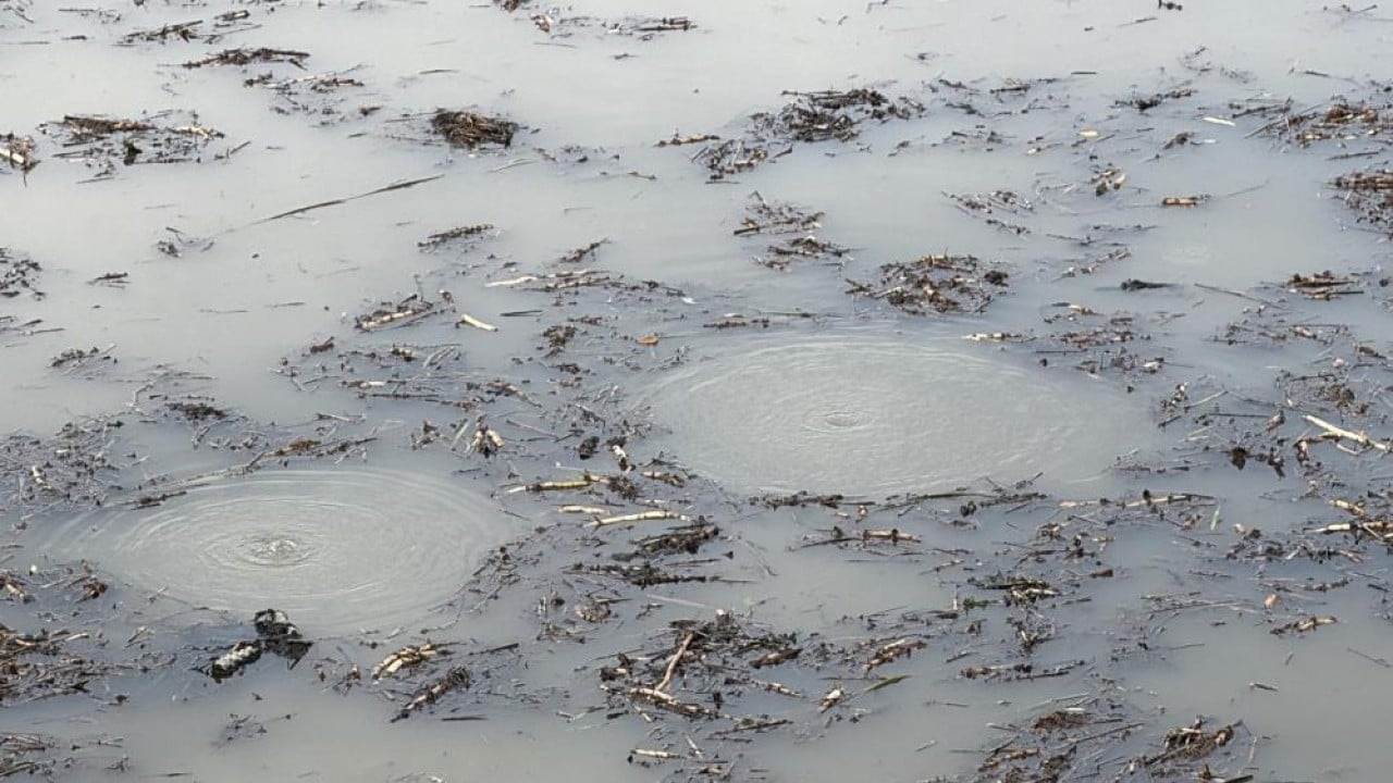 Foto - Önce Sapanca, şimdi de Efteni! Göllerde korkutan görüntü!