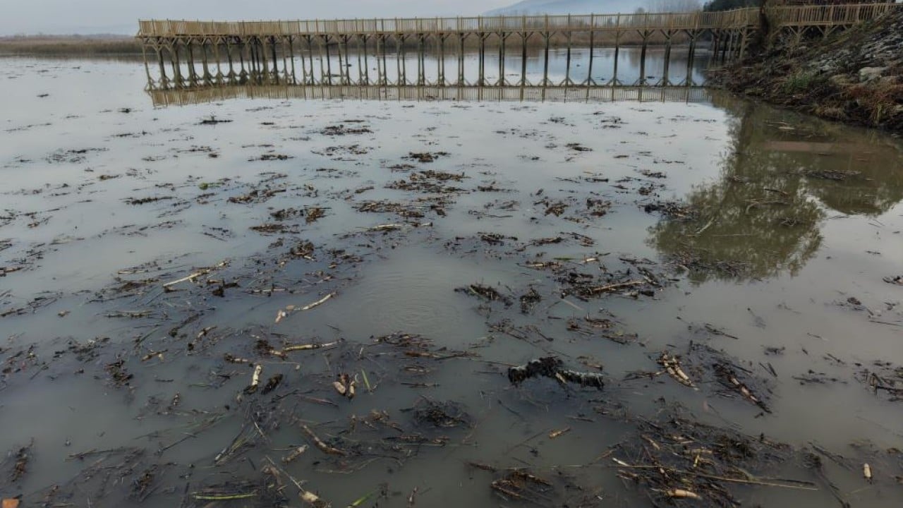 Foto - Önce Sapanca, şimdi de Efteni! Göllerde korkutan görüntü!