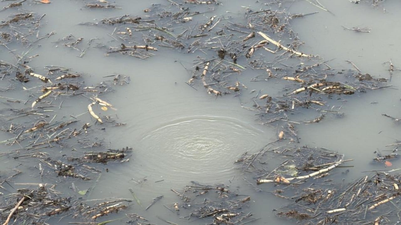 Foto - Önce Sapanca, şimdi de Efteni! Göllerde korkutan görüntü!