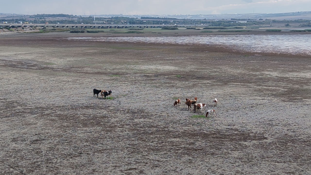 Foto - Önceden balıkların yüzdüğü İstanbul barajlarında artık büyükbaşlar otlanıyor!