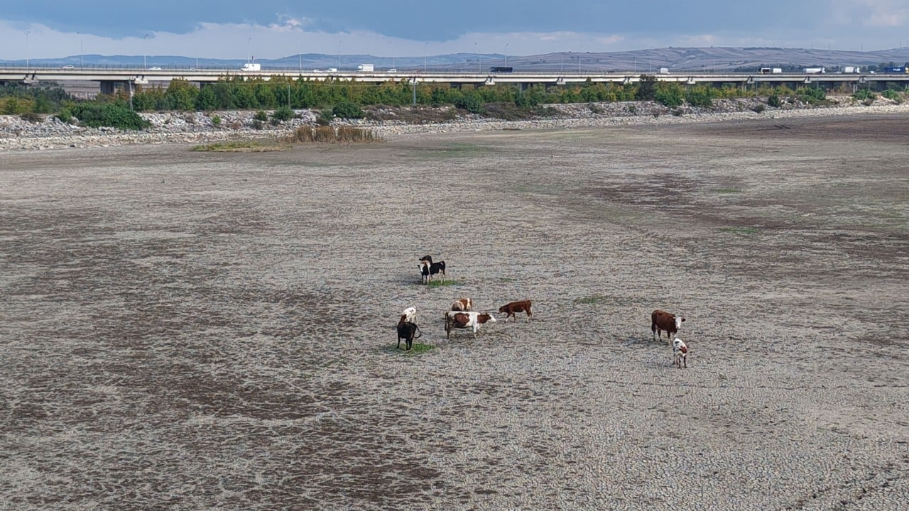 Foto - Önceden balıkların yüzdüğü İstanbul barajlarında artık büyükbaşlar otlanıyor!