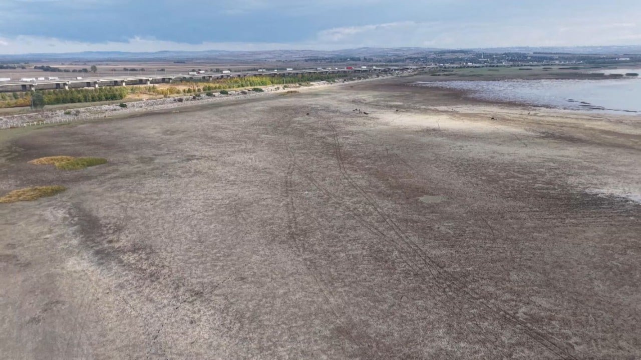 Foto - Önceden balıkların yüzdüğü İstanbul barajlarında artık büyükbaşlar otlanıyor!