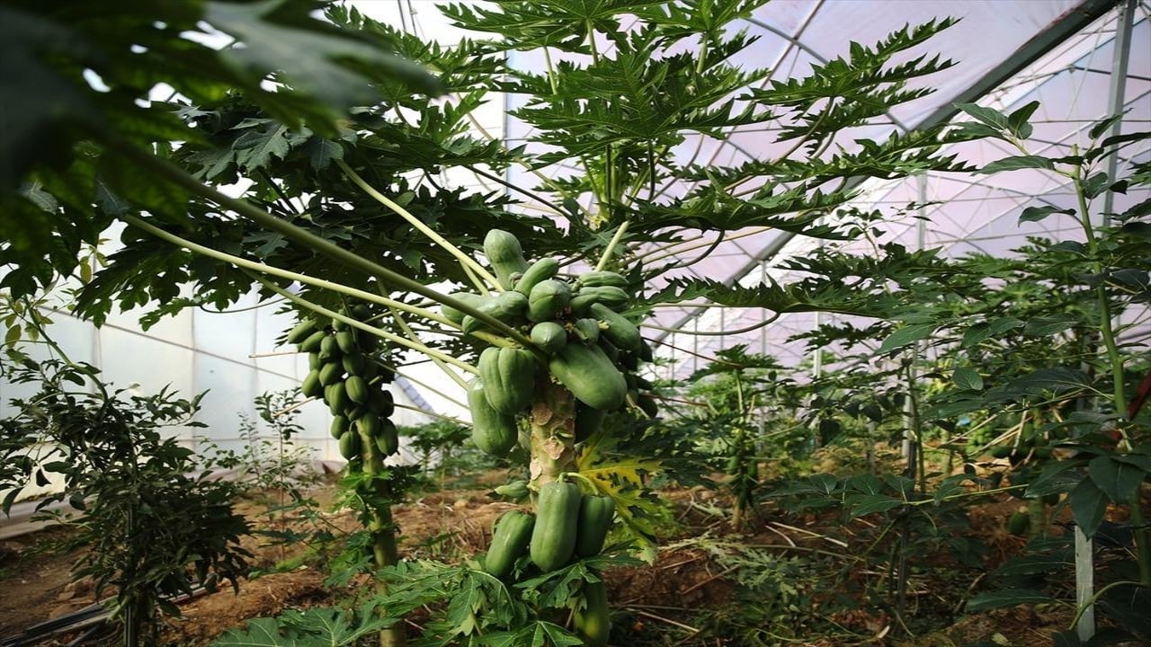 Foto - Önceden "bu ne" diye soruluyordu, şimdi ihracata yetişemiyorlar! Kapış kapış gidiyor maşallah