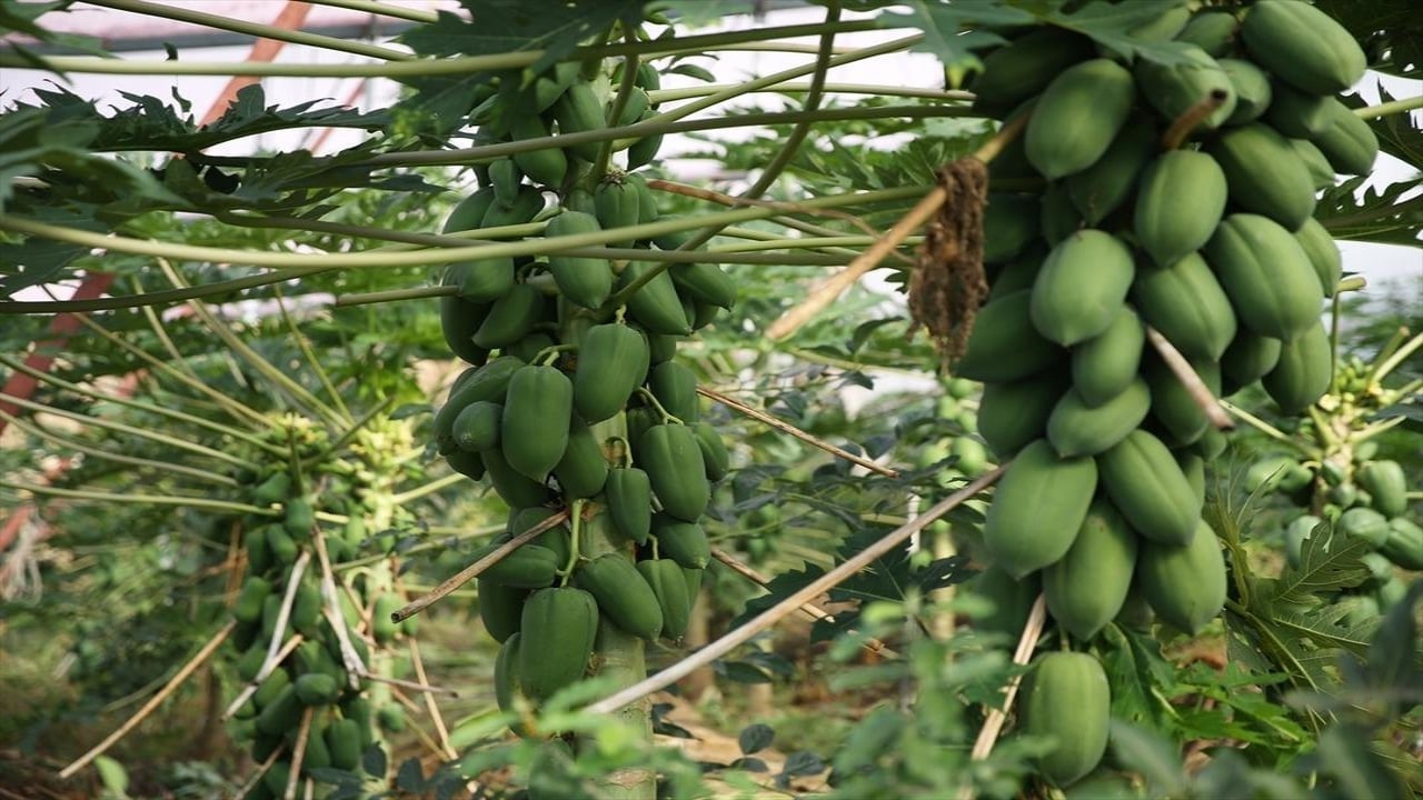Foto - Önceden "bu ne" diye soruluyordu, şimdi ihracata yetişemiyorlar! Kapış kapış gidiyor maşallah
