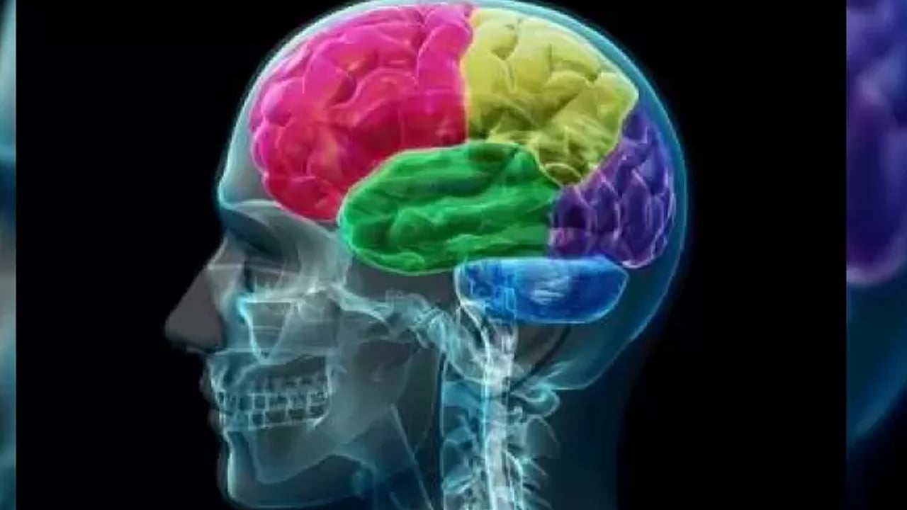 Foto - Önemli kokular beyin hacmini böyle artırabiliyor! Bilim insanları ilk kez açıkladı: Bakın gerçek kalıntılar neler