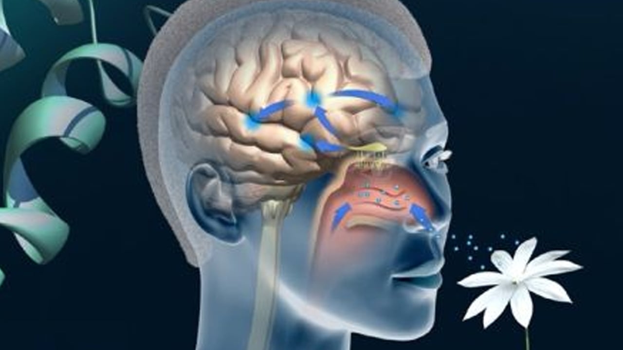 Foto - Önemli kokular beyin hacmini böyle artırabiliyor! Bilim insanları ilk kez açıkladı: Bakın gerçek kalıntılar neler