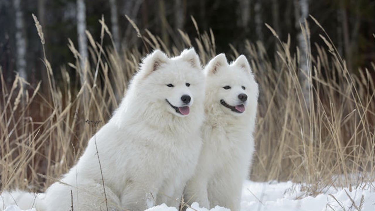Foto - Onlar bizim can dostumuz! Köpeğin genetik bağı: DNA'sı Anadolu'da masaya yatırıldı! İngiltere ilan etti