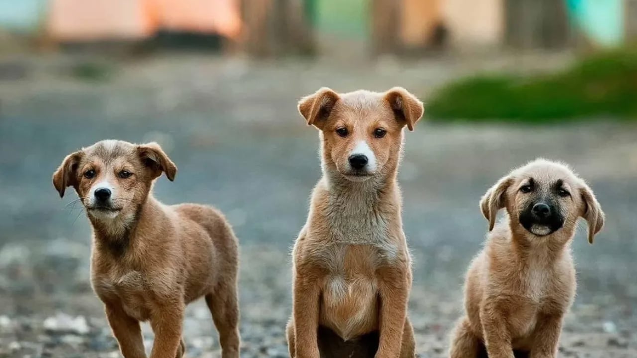Foto - Onlar bizim can dostumuz! Köpeğin genetik bağı: DNA'sı Anadolu'da masaya yatırıldı! İngiltere ilan etti