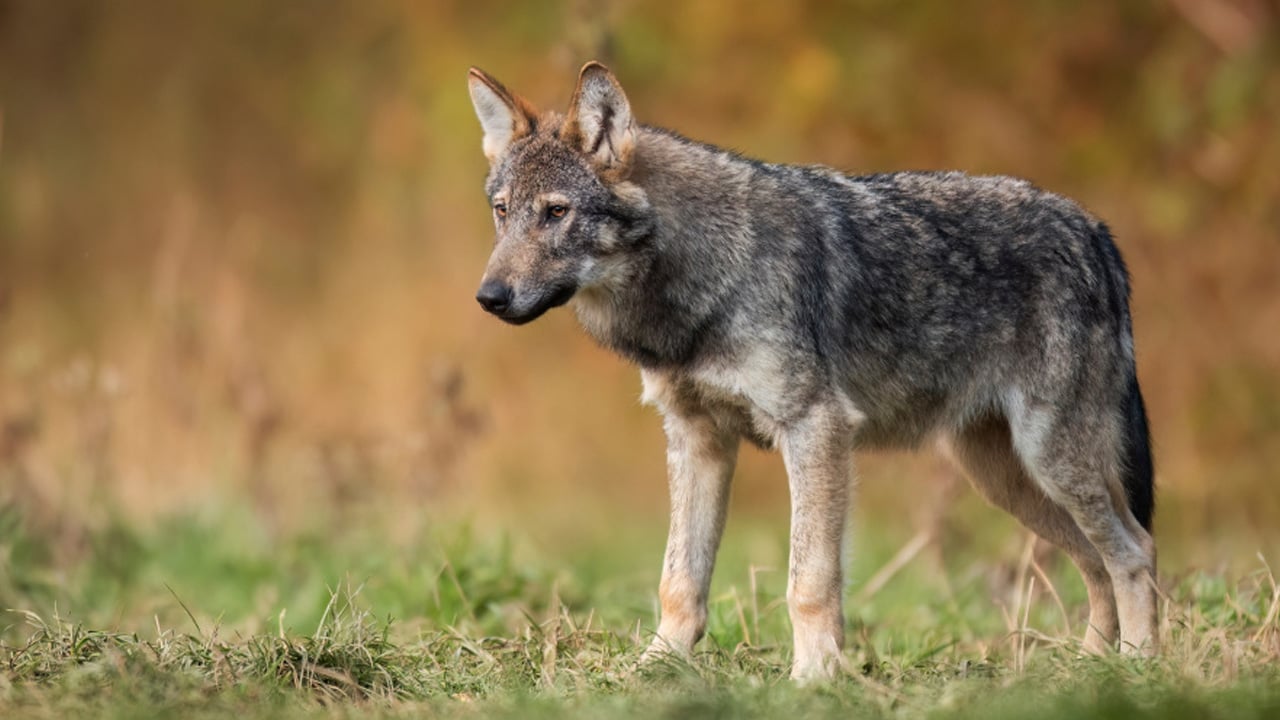 Onlar bizim can dostumuz! Köpeğin genetik bağı: DNA'sı Anadolu'da masaya yatırıldı! İngiltere ilan etti